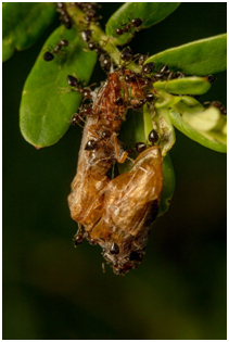 Ant and cockroach removal