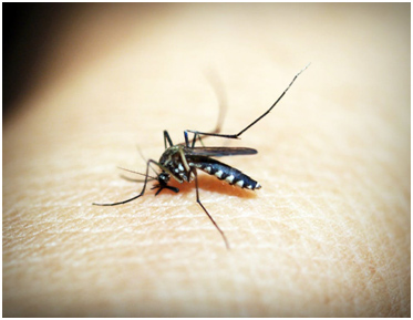 Mosquito removal
