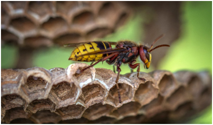 Wasp Nest Removal