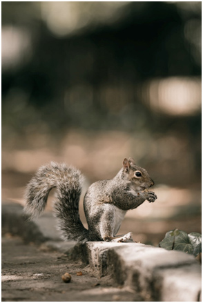 Raccoons and squirrels removal