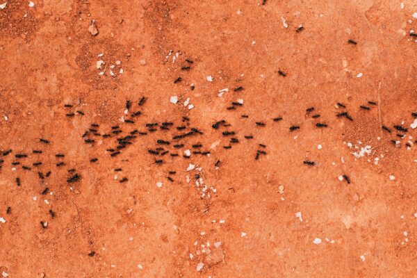 What Are Argentine Ants?