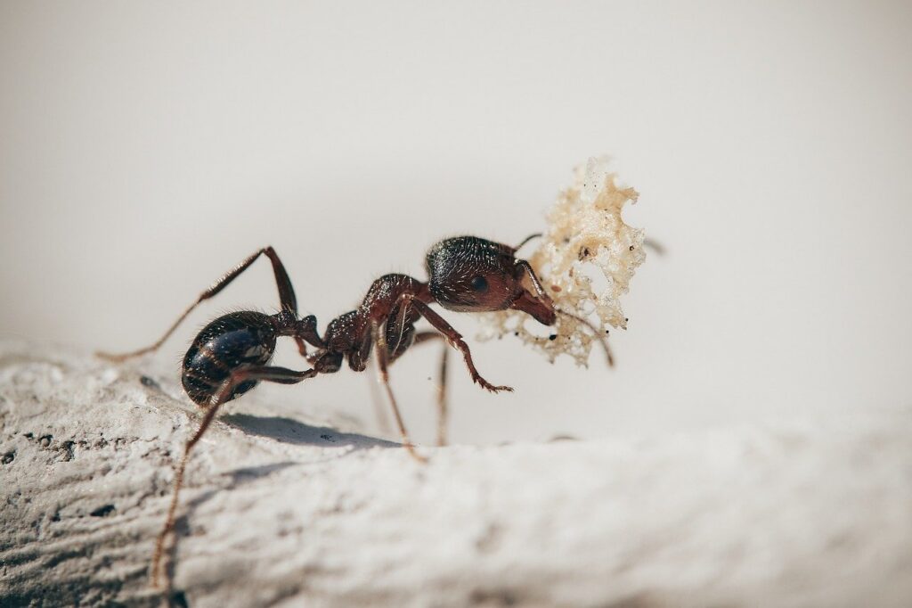 Controlling Ants In Your Home Garden