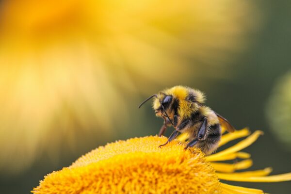 Difference Between Bees and Wasps