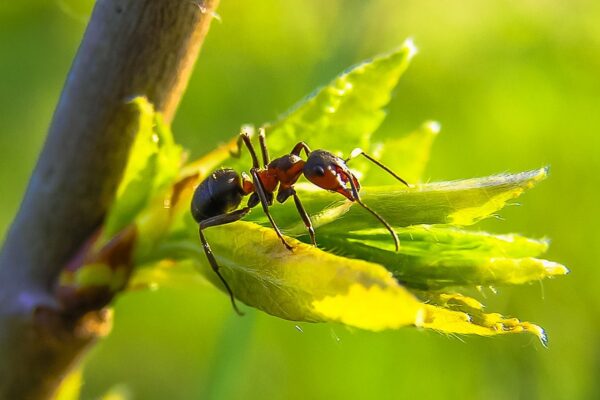 Which Types of Ants Sting You?