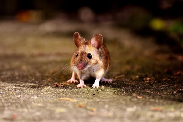 Are Mice A Common Problem In Homes?