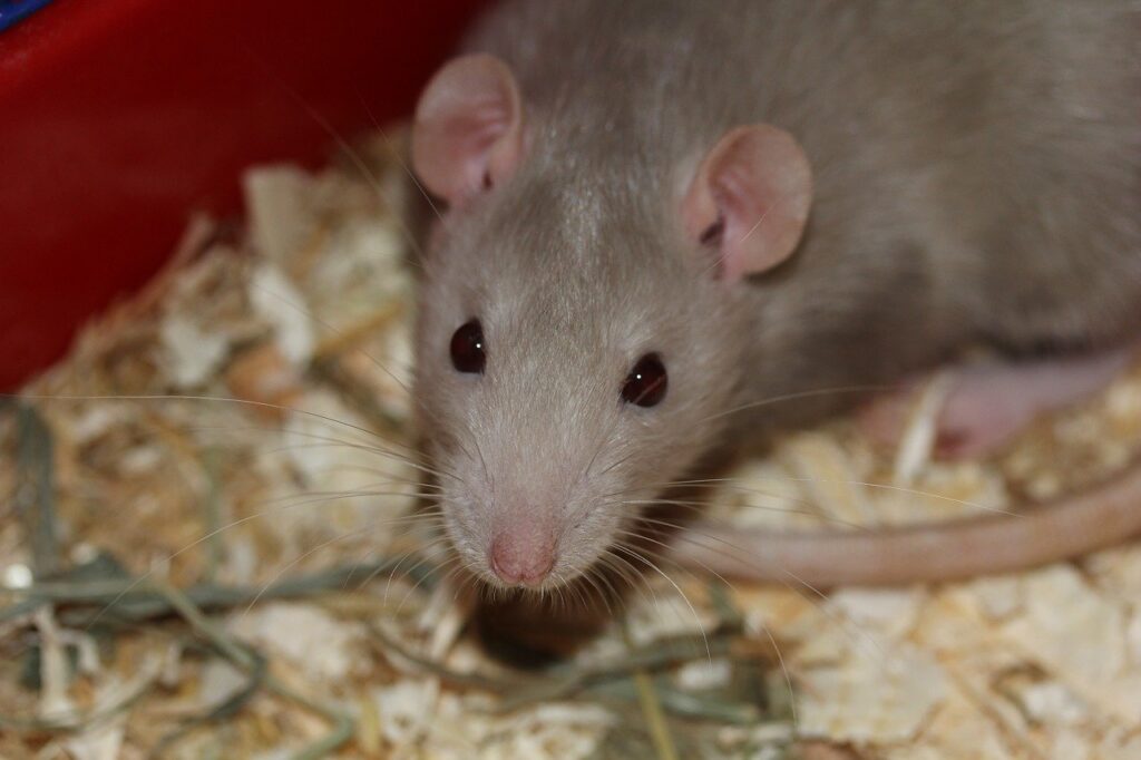 How To Get Rid Of Rats In Your Home
