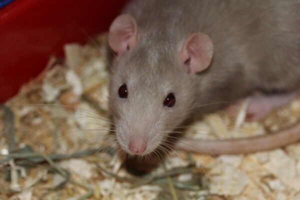 How To Get Rid Of Rats In Your Home