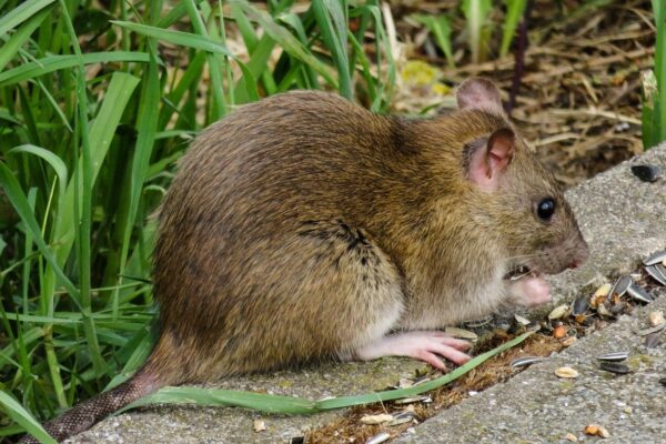 Protect Your Home From Rats: A Checklist