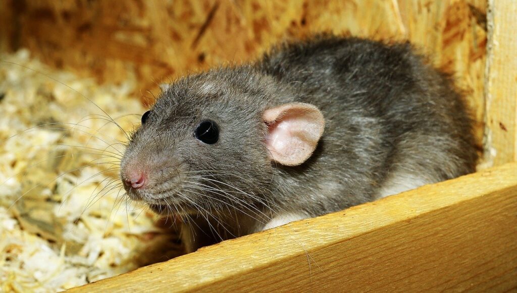 What Are Signs Of Infestation By Rats