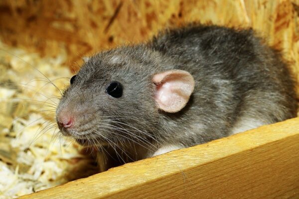 What Are Signs Of Infestation By Rats