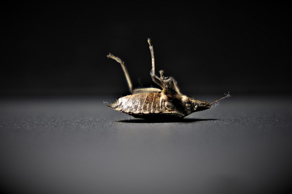 Why Is It So Hard To Get Rid Of Bed Bugs?