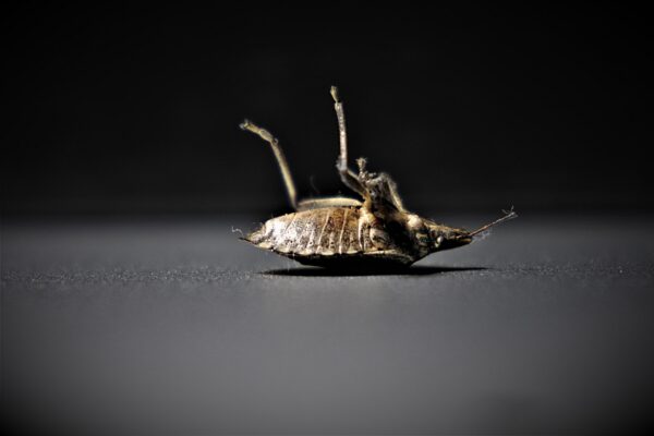 Why Is It So Hard To Get Rid Of Bed Bugs?