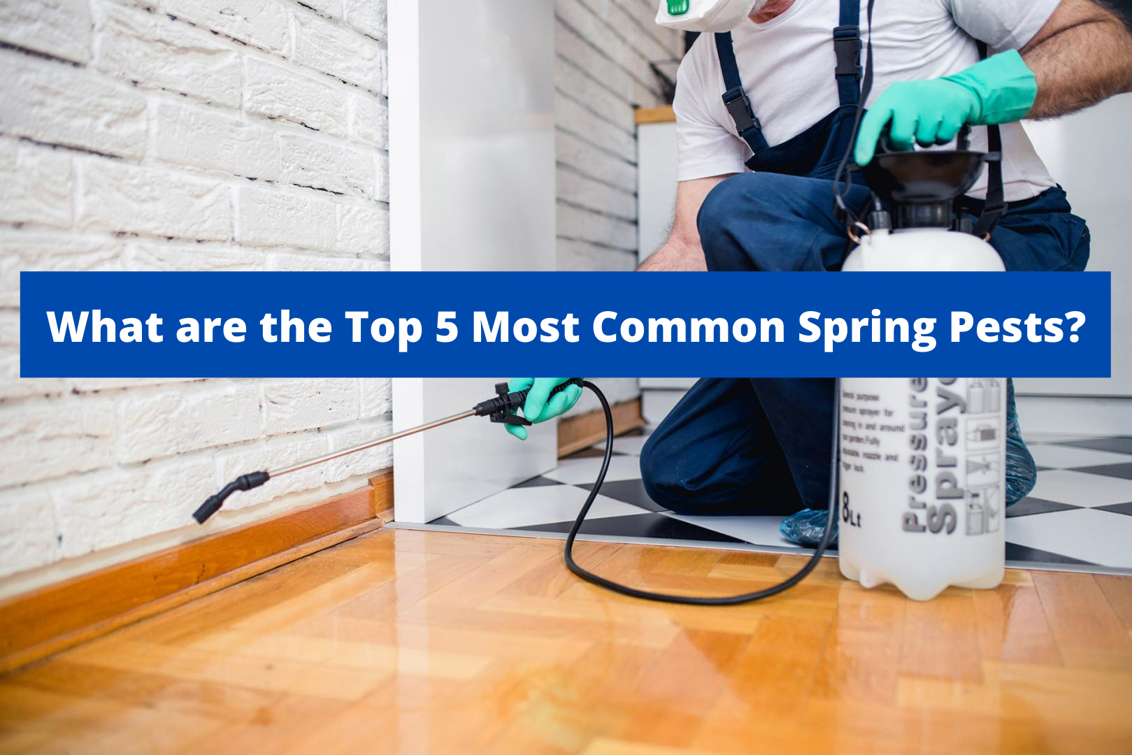 Spring Pests List What are the Top 5 Most Common Spring Pests? | Quality Affordable Pest ...