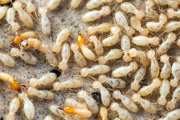 mites