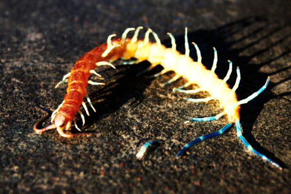 centipede