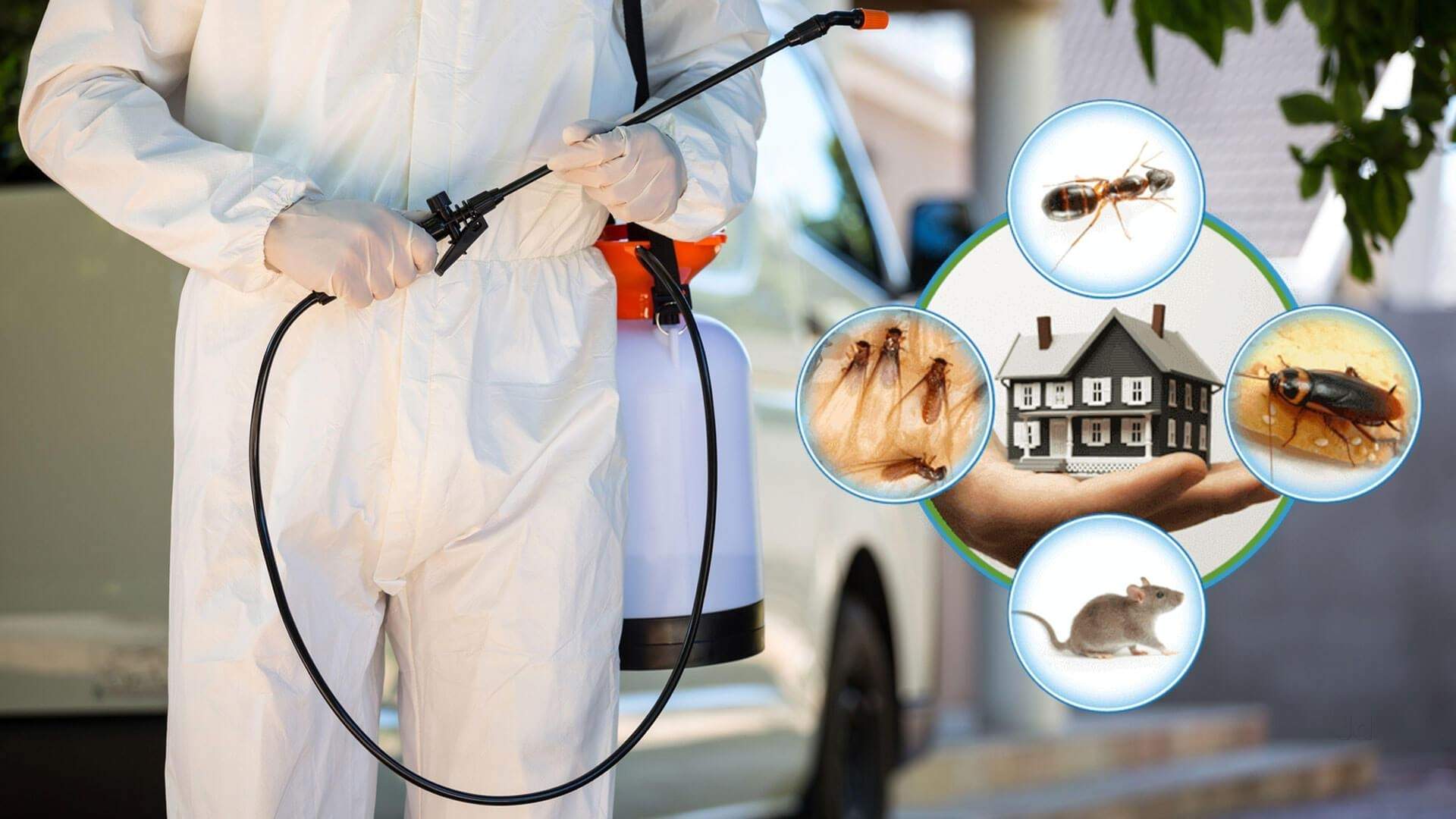 Best Pest Control Service In Greater Toronto Area | Quality Affordable ...