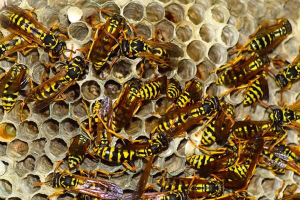 wasp nest