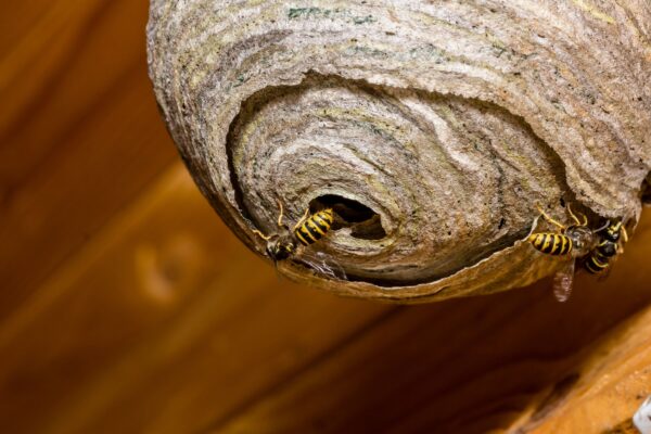 wasp nest