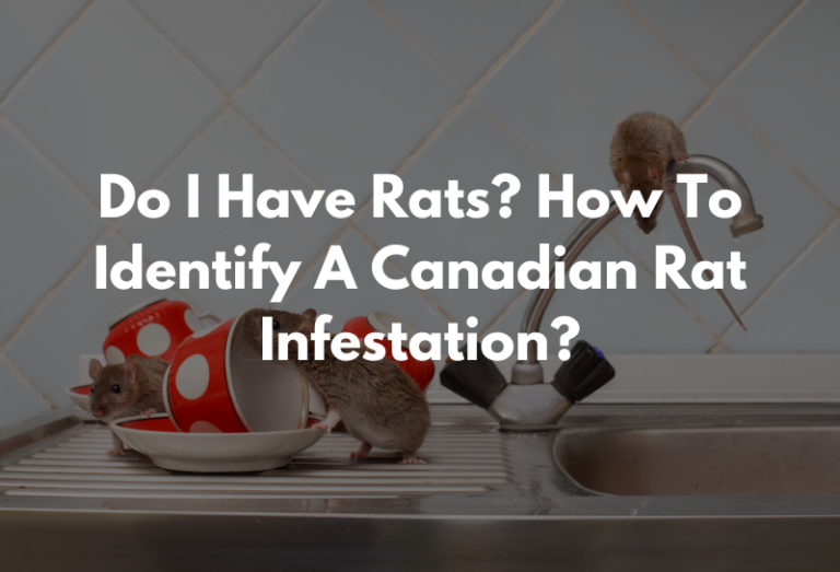 Canadian Rats Do I Have Rats? How To Identify A Canadian Rat Infestation? | Quality ...