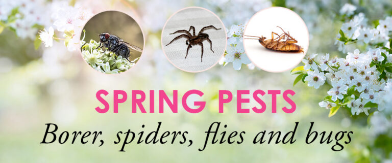 Spring Pests List Get Ready For Spring Pests | Quality Affordable Pest Control
