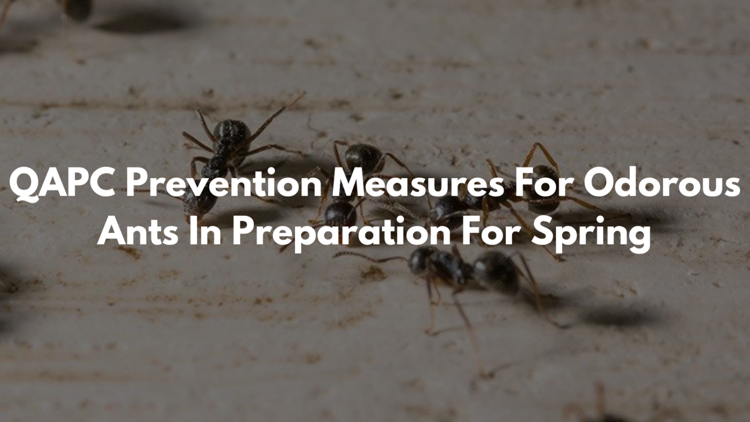QAPC Prevention Measures For Odorous Ants In Preparation For Spring ...