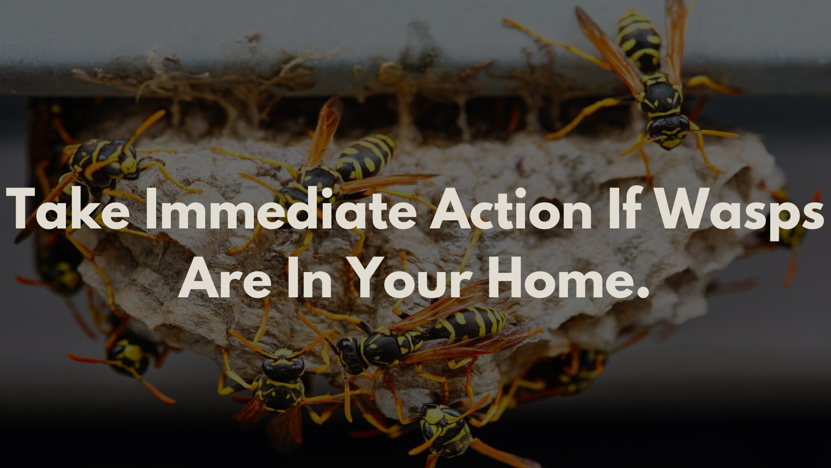 Take Immediate Action If Wasps Are In Your Home. | Quality Affordable ...