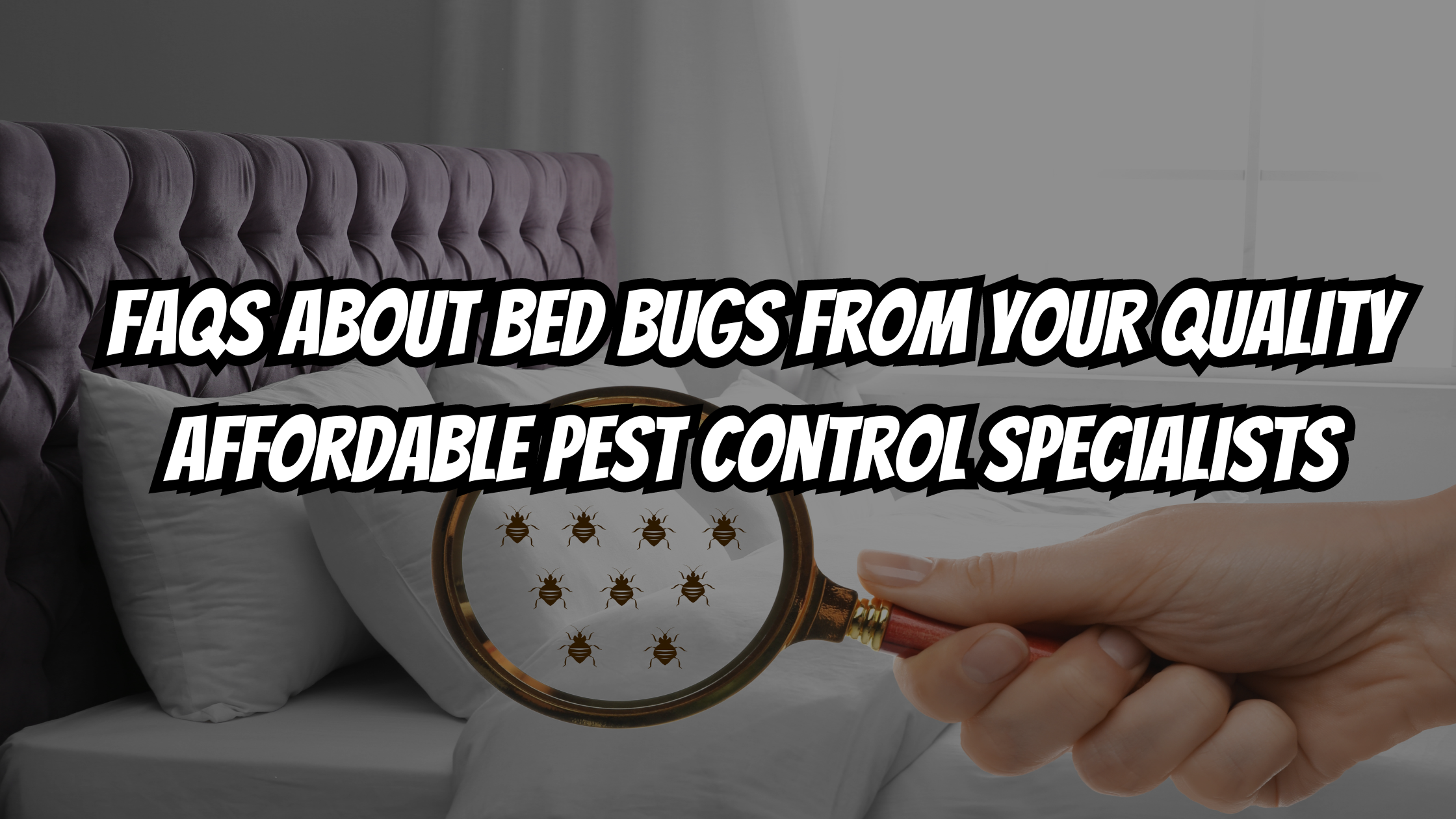 FAQs About Bed Bugs from Your Quality Affordable Pest Control ...