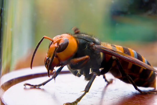hornet