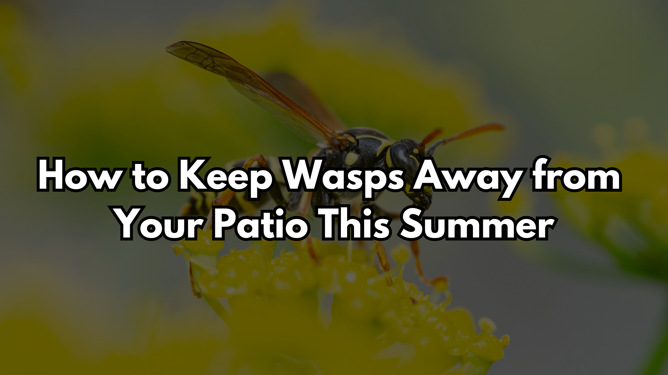 How to Keep Wasps Away from Your Patio This Summer | Quality Affordable ...