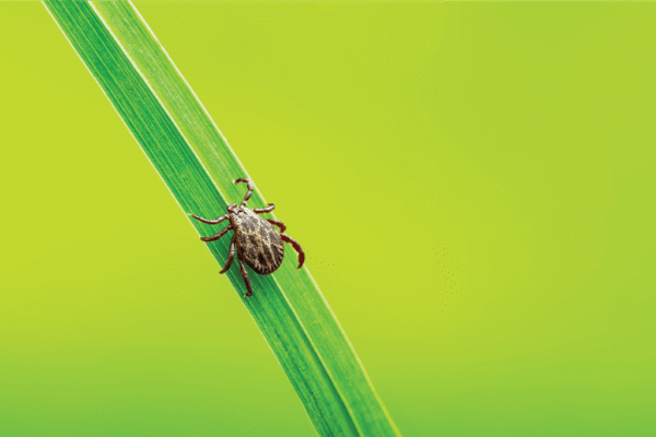 tick
