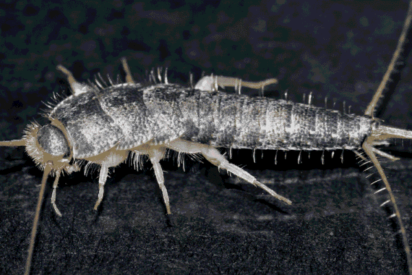 silverfish