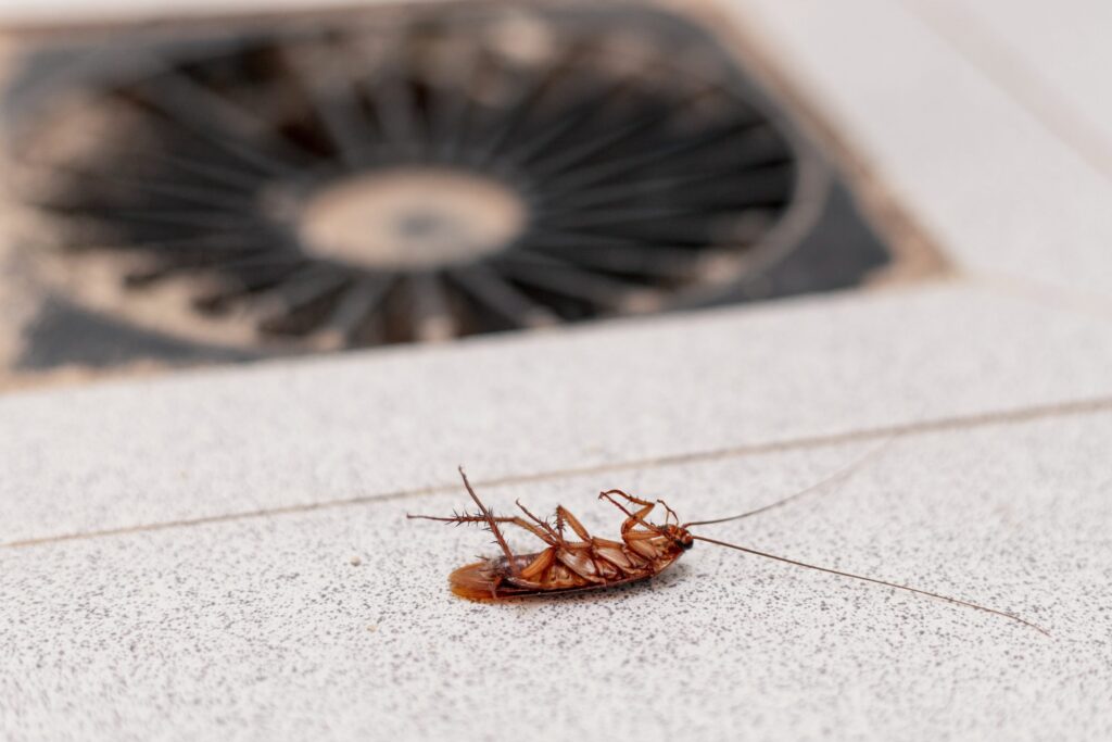 The Hidden Dangers of Cockroach Infestations in Your Home