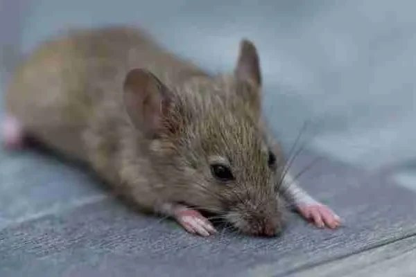 How To Remove Rodent Smell From House