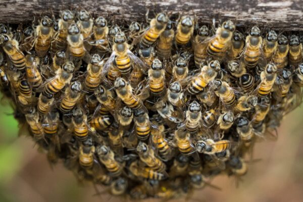 Can A Bees’ Nest Be Removed