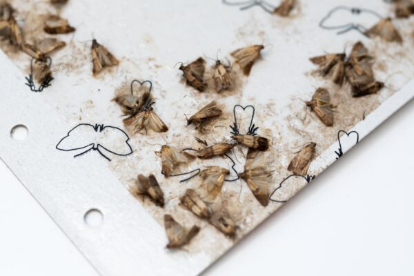 Indianmeal Moth