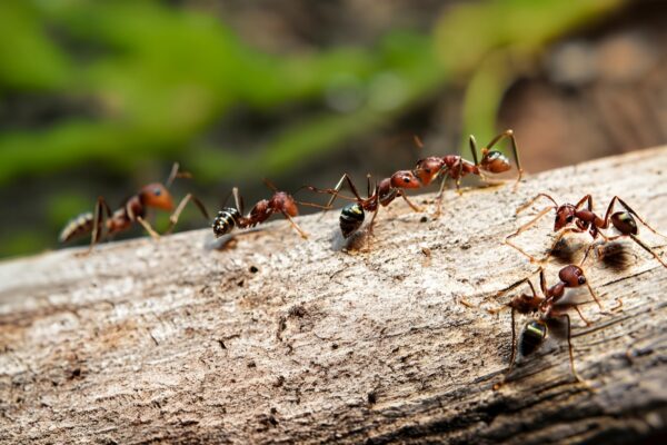 ants