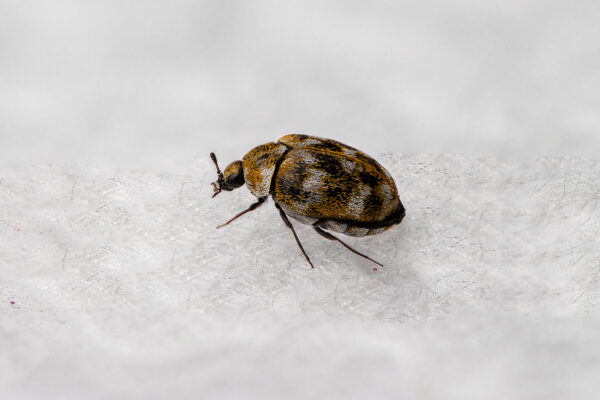 carpet beetle