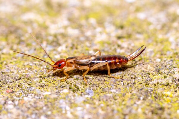 earwig
