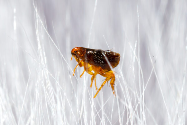 fleas