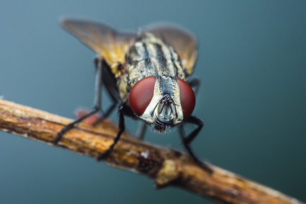 flies