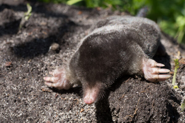 mole1
