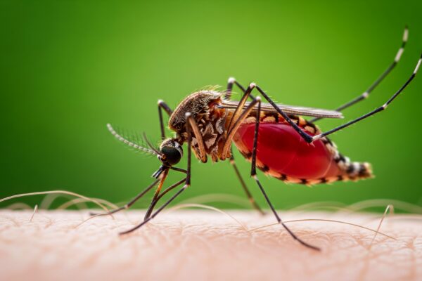 mosquito