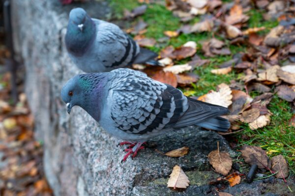 pigeon2