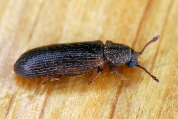 powderpost beetle