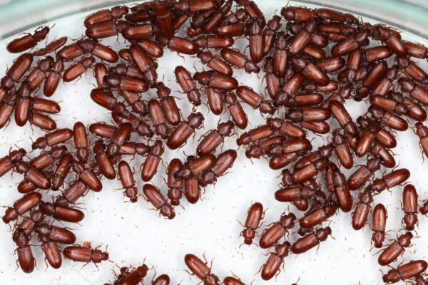 red flour beetle