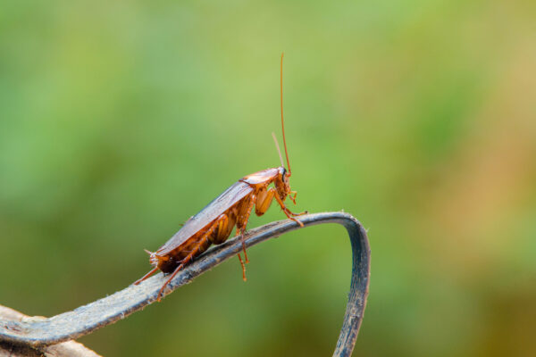 cockroach