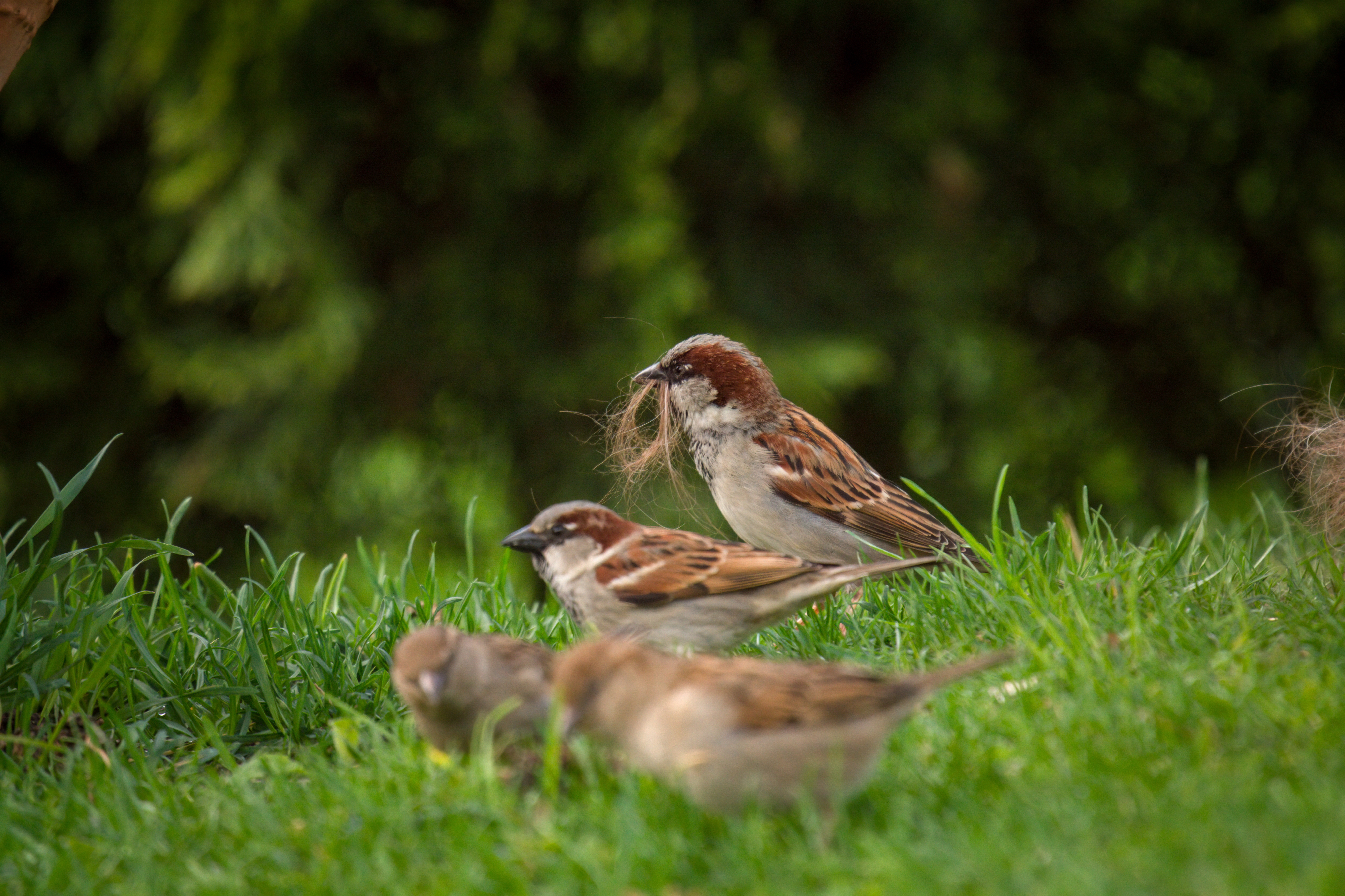 house sparrow
