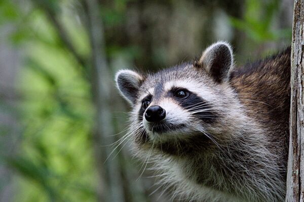 raccoon