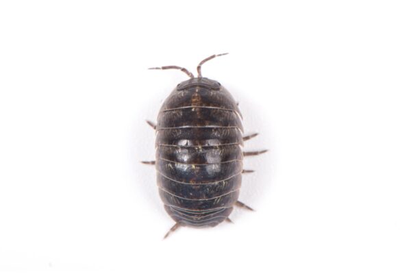 sow bug