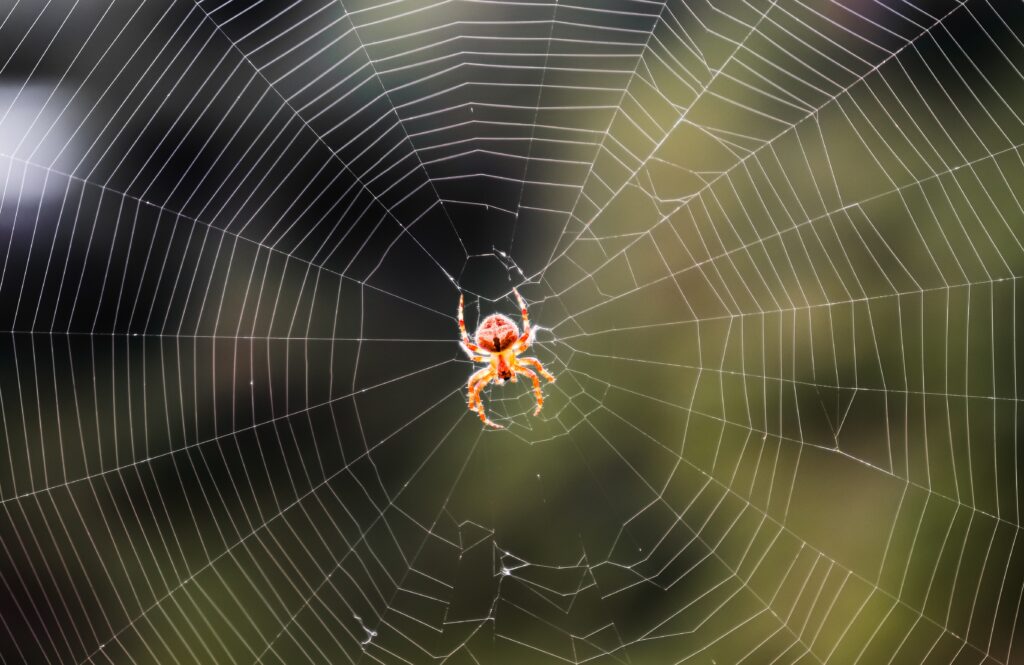 spider